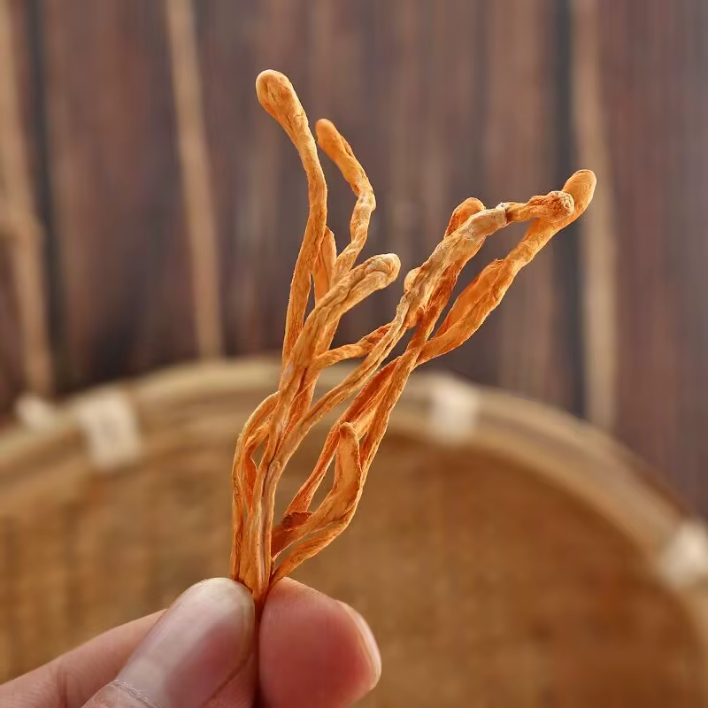 Fleur de Cordyceps séchée naturelle de qualité supérieure