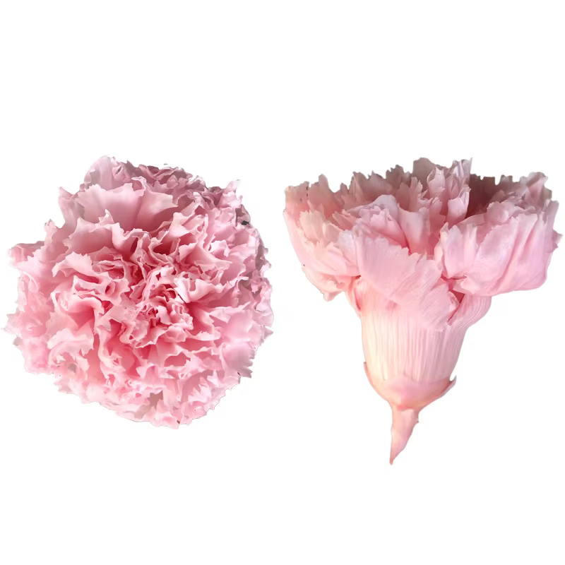 Cœillet éternel préservé de tête de fleur de 4 à 5Cm de qualité