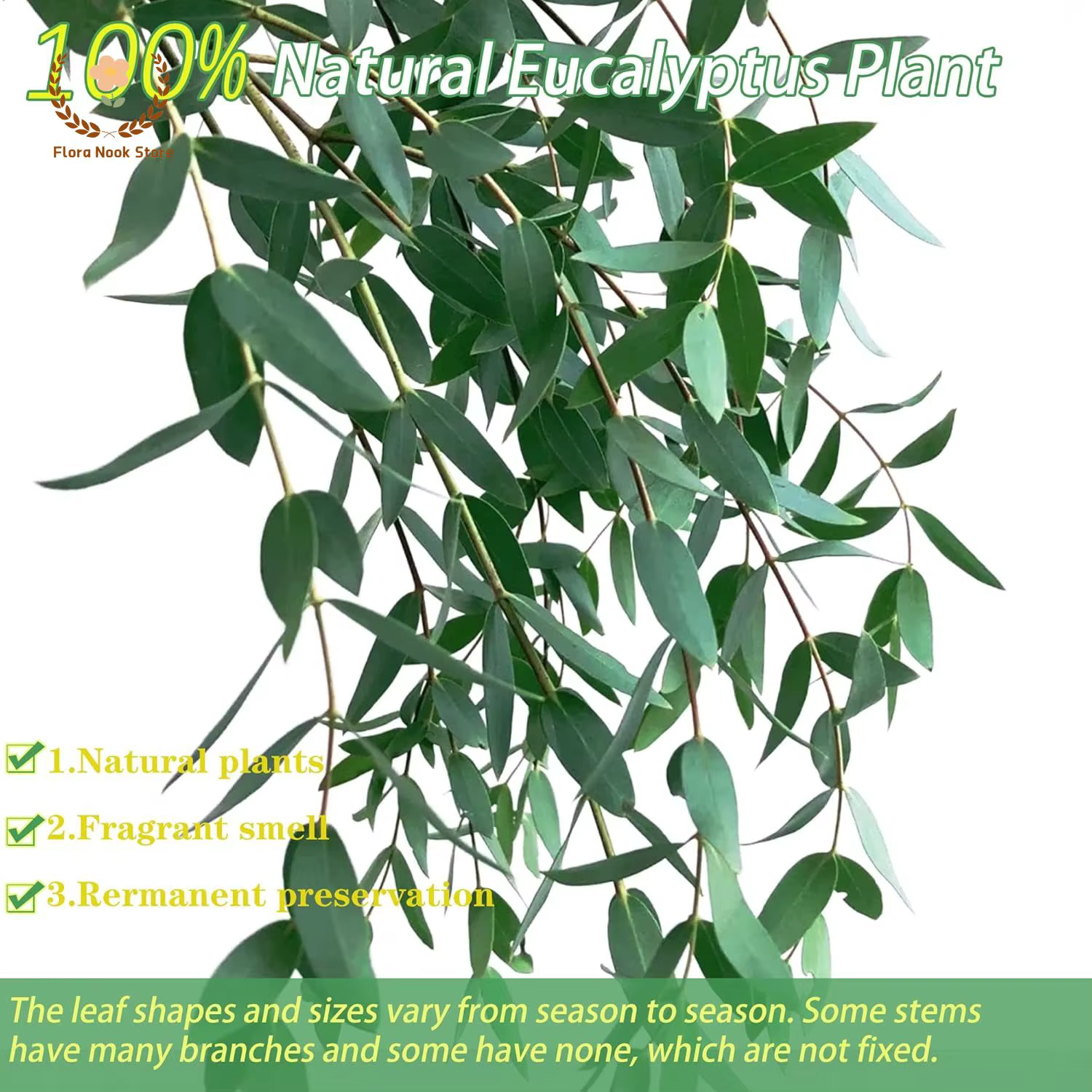 Bouquet de feuilles d'eucalyptus naturelles