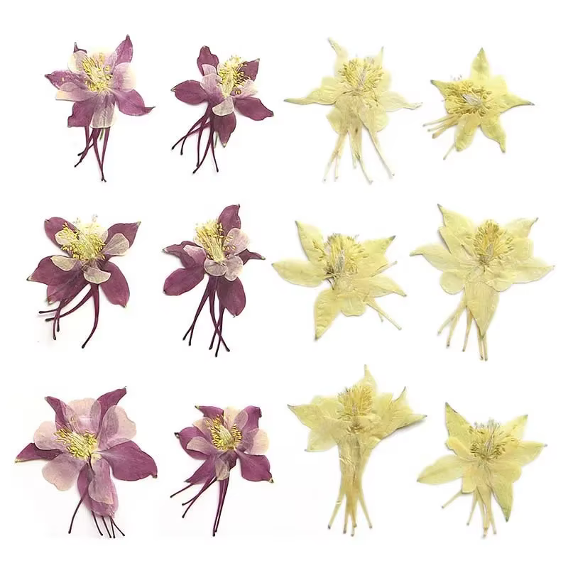 Véritables têtes de fleurs de colombine de jardin séchées naturelles PMurcia