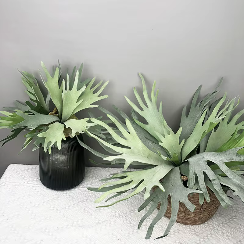 Plantes succulentes réalistes