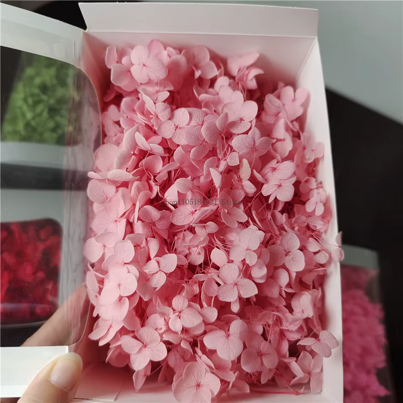20g Grade A Aeonium Anna Hydrangea Fleurs fraîches naturelles