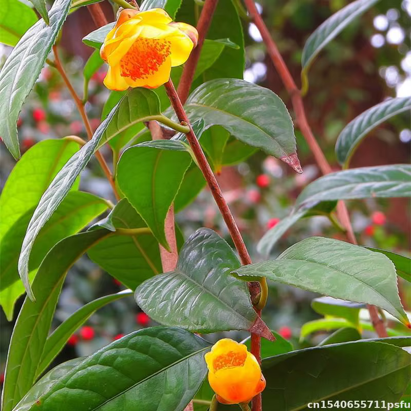 Fleurs séchées de camélia dorée naturelle de qualité supérieure pour la fabrication de savon